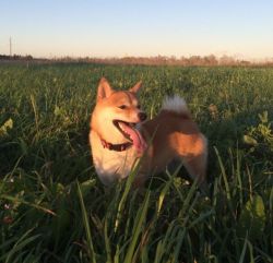 picture of dog