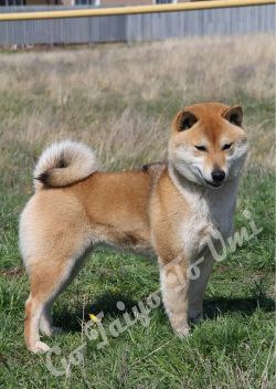 picture of dog