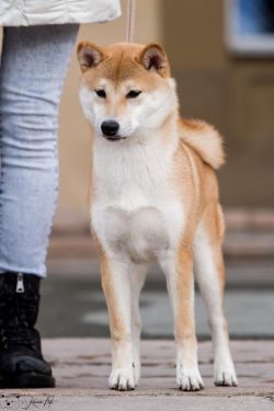 picture of dog
