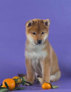 picture of dog