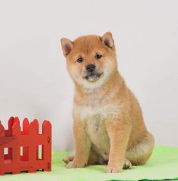 picture of dog
