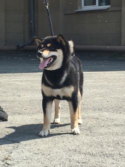 picture of dog