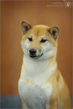 picture of dog