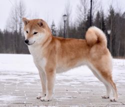 picture of dog