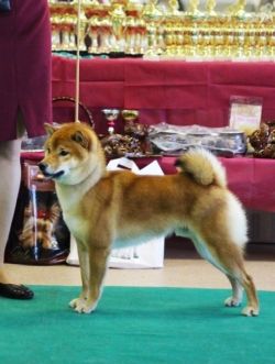 picture of dog