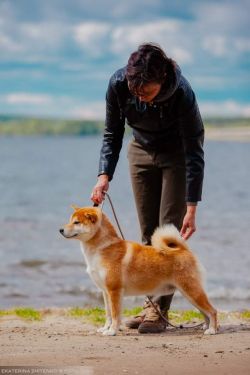 picture of dog