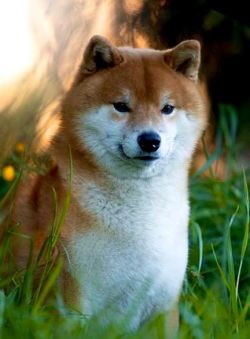 picture of dog