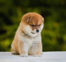 picture of dog