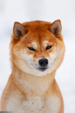 picture of dog