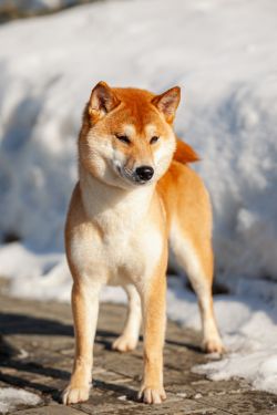 picture of dog