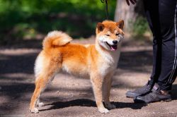 picture of dog