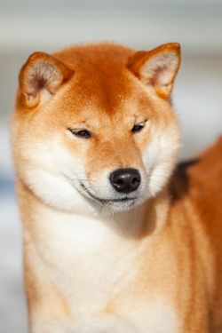 picture of dog