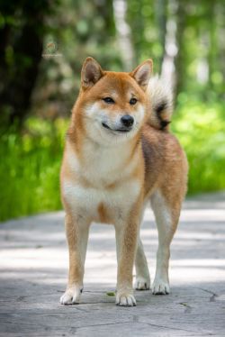 picture of dog