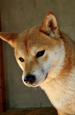picture of dog