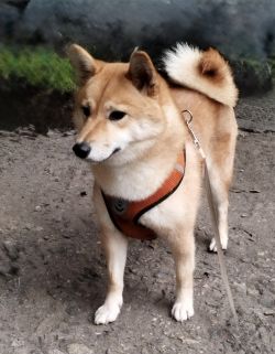 picture of dog