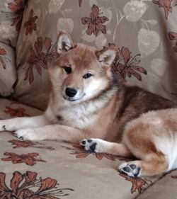 picture of dog