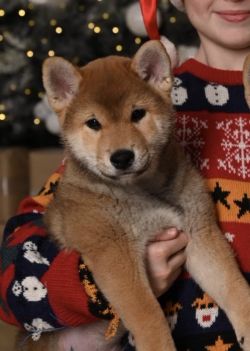 picture of dog