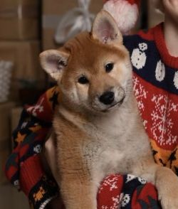 picture of dog