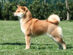 picture of dog