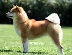 picture of dog