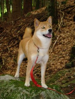 picture of dog