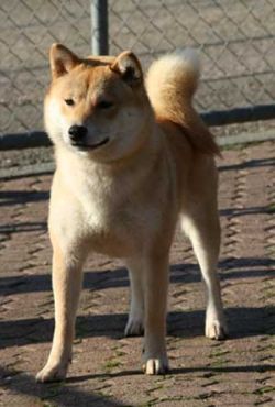 picture of dog