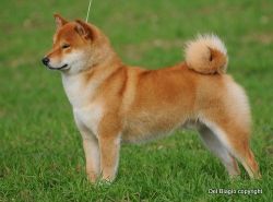 picture of dog