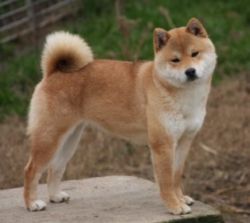 picture of dog