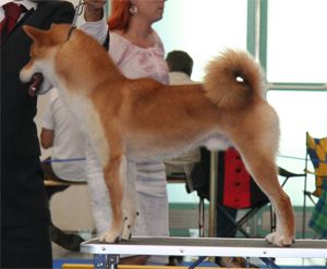 picture of dog