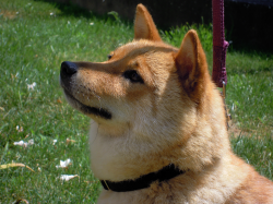 picture of dog