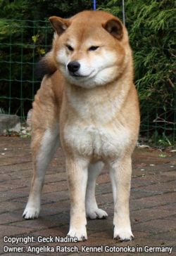 picture of dog