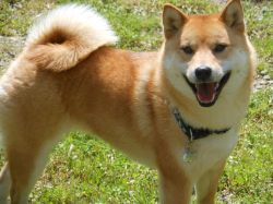 picture of dog