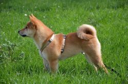 picture of dog