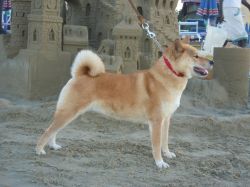 picture of dog