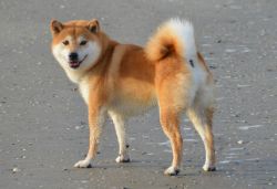 picture of dog