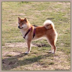 picture of dog