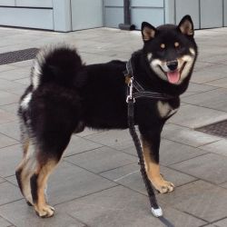 picture of dog