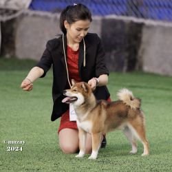 picture of dog