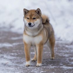 picture of dog
