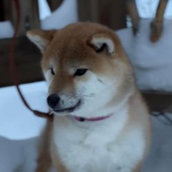 picture of dog