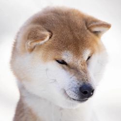 picture of dog