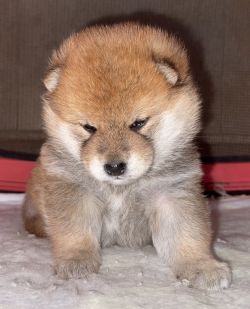 picture of dog