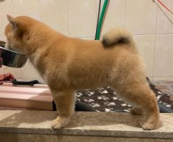 picture of dog