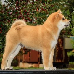 picture of dog