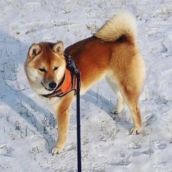 picture of dog
