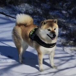 picture of dog