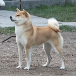 picture of dog
