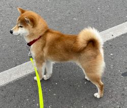 picture of dog