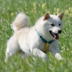 picture of dog