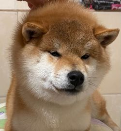 picture of dog